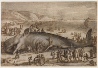 N 080
          <br/>
          Gestrande potvis bij Berckhey
          <br/>
          <em>Goltzius, Hendrick (1558-1617)</em>